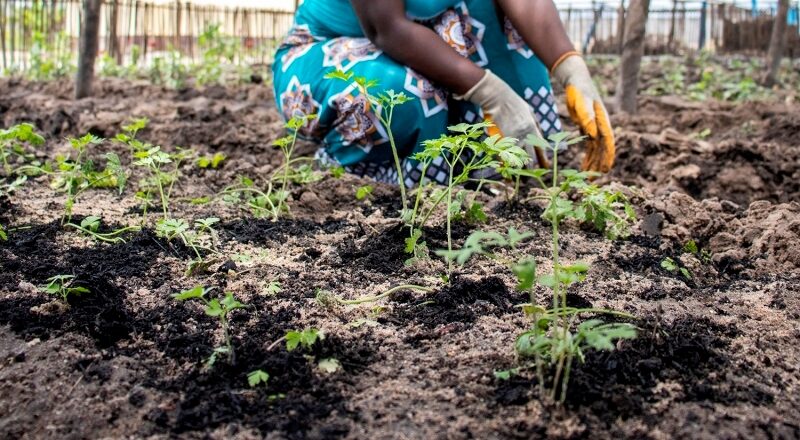 Community-based Initiatives for Environmental Conservation and Adaptation