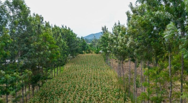 Implement Projects for Climate-Resilient Agriculture and Sustainable Resource Management in Uganda