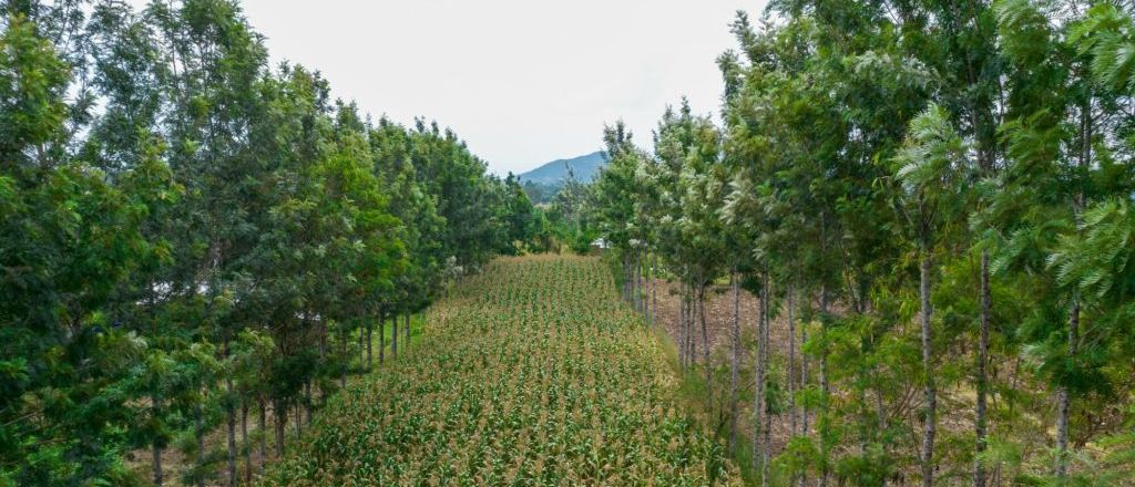 Implement Projects for Climate-Resilient Agriculture and Sustainable Resource Management in Uganda