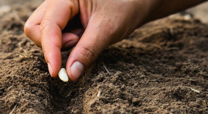 Implementing Programs for Nutrition, Hygiene, and Mental Health Support
