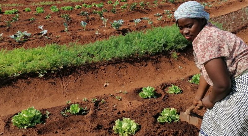 Uplift Families out of Poverty through Sustainable Development Initiatives in Uganda
